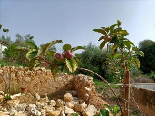 Casalinho in Portugal Country House - Tomar - 4