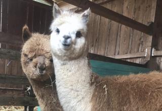 le Mas de la Jardine - Velleron - 2