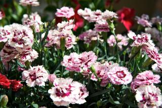 Hotel Girifalco - Nature & Relax - Massa Marittima - 7