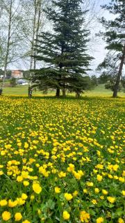 Apartman Popović - Vila Gorštak - 9