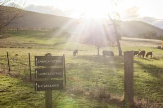 Baringa Cottage - Mansfield - 9