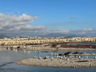 VILLENEUVE LOUBET PLAGE- Entre NICE et CANNES - 1