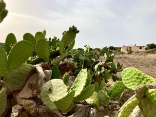 Relax e tranquillità a Cala Pisana - Lampedusa - 1