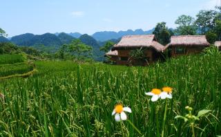 Pu Luong Jungle Lodge - Pu Luong - 5