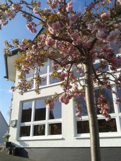 Pension und Ferienwohnungen Schweinsberg - Medebach - 3