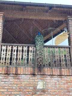 Odo’s Guest House - Martvili - 2
