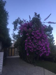 Villa Bugenvila - Ivovići - 2