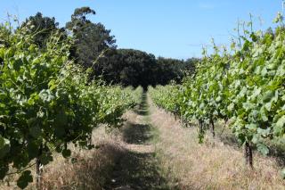 Quinta de Chousas - Braga - Agroturismo - Braga - 4