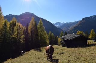 Almhütte Brandstätter - 4