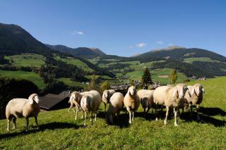 Botenhof - Urlaub auf dem Bauernhof - Agriturismo - 6