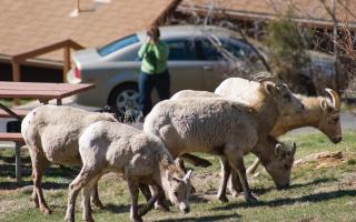 McGregor Mountain Lodge - 6