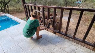 Greater Kruger View - Luxury Bush Villa - Marloth Park - 2