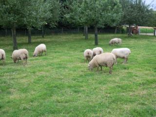 Gîte de La Petite Ferme - 7