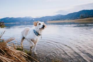Schnitzers Dahoam - Hundefreundlich - Bad Wiessee - 9