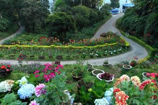 Olive Brook - Munnar - 9