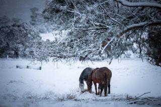 Jindabyne - Kia Ora Cabin Farmstay - Moonbah - 7