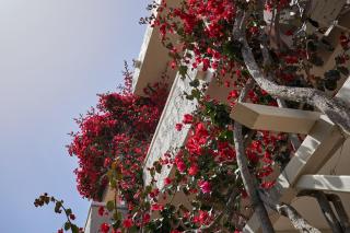 Mila Malia Studios Hotel - Malia - 7