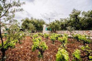 Tsantri Olive Grove residence - Dhrákas - 6