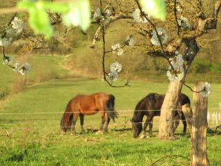 La Ferme de Werpin - Hotton - 4