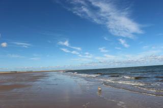 Curlew - 6