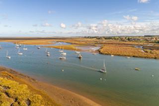 Sea Aster - Brancaster - 6