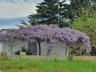 Trullo della Balena - Martina Franca - 7
