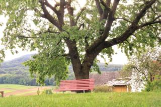 Ruhiges Ferienhaus nahe Kurort Bad Gleichenberg. - - 6