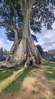 RUMAH KAYU MATARAJA VILLA - TABANAN - 1