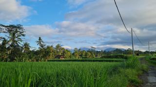 RUMAH KAYU MATARAJA VILLA - TABANAN - 2