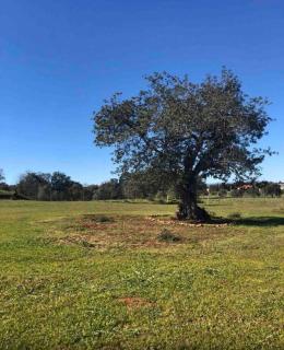 Quinta campò chalet - Alcantarilha - 3