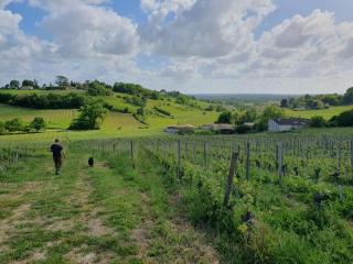 FLEUR DE VIGNE - Fronsac - 4