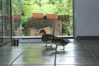 Gerberhaus Cottbus - 8