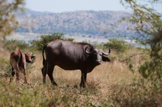 Makongo Hills Lodge - Magudu - 1