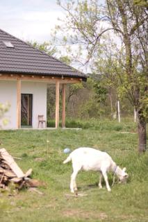 Saint Friday Cottage - Retreat, Garden and Forest - Vîlsăneşti - 8
