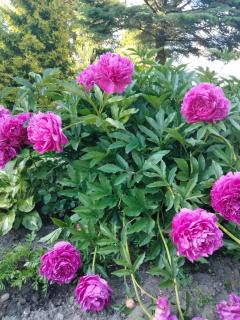 Całoroczny dom GRODZIANKA - 9