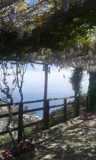 Limoneto Di Ercole - Maiori - 1