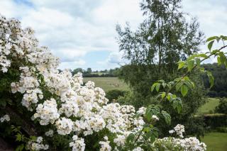 Brambles - Little Dean - 4