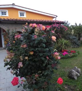 La casetta di samba - 0