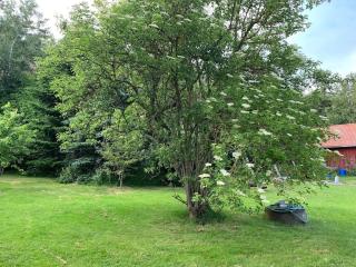 The Blue Cabin - 1
