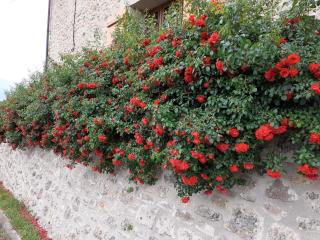 Charmante maison rénovée avec cour, proche bourg, WiFi, jardin clos, animaux acceptés, à Louchy-Montfand - FR-1-489-178 - 2