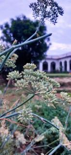 Royal Farm Bharatpur - Bharatpur - 4