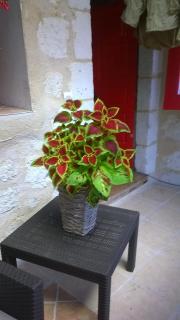 Bella Vista - Aubeterre-sur-Dronne - 7