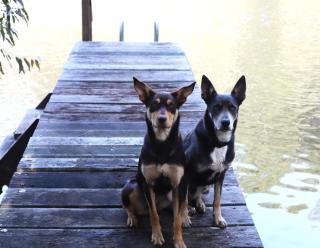 Preston Valley Country Cabin - Lowden - 7