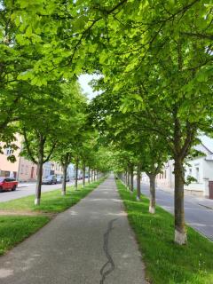 Alleeblick - Ballenstedt - 3