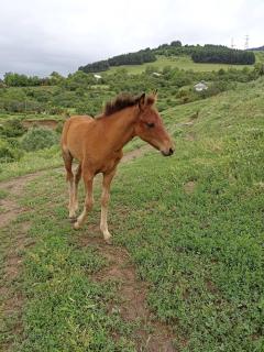 AMOJ B&B and Guest house - Alaverdi - 2