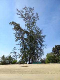 Ruma - Cherating - 5