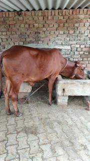 Royal Farm Bharatpur - Bharatpur - 6