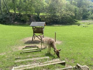 Ferienhaus Rehblick - 6