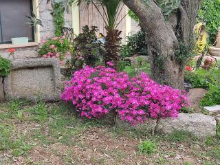 B&B San Michele - Berchidda - 7