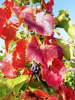 Apartment im alten Rathaus - 4